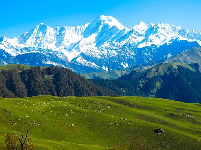 Alpine meadow trek with wildflowers